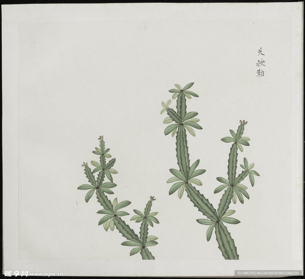 彩绘本草           
