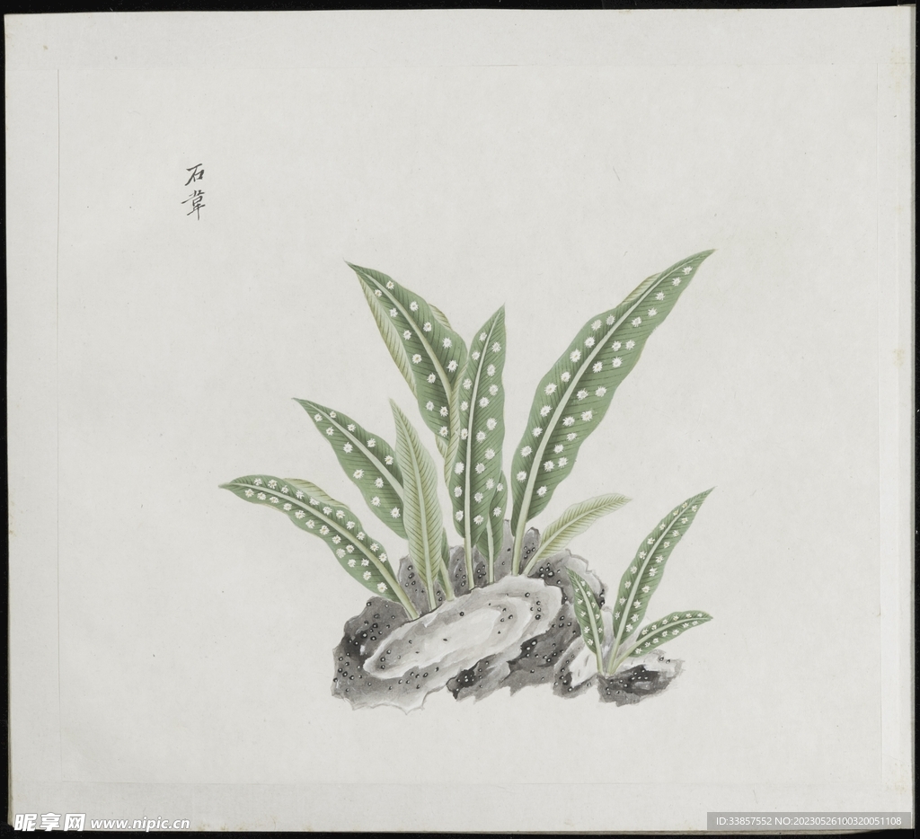 彩绘本草           
