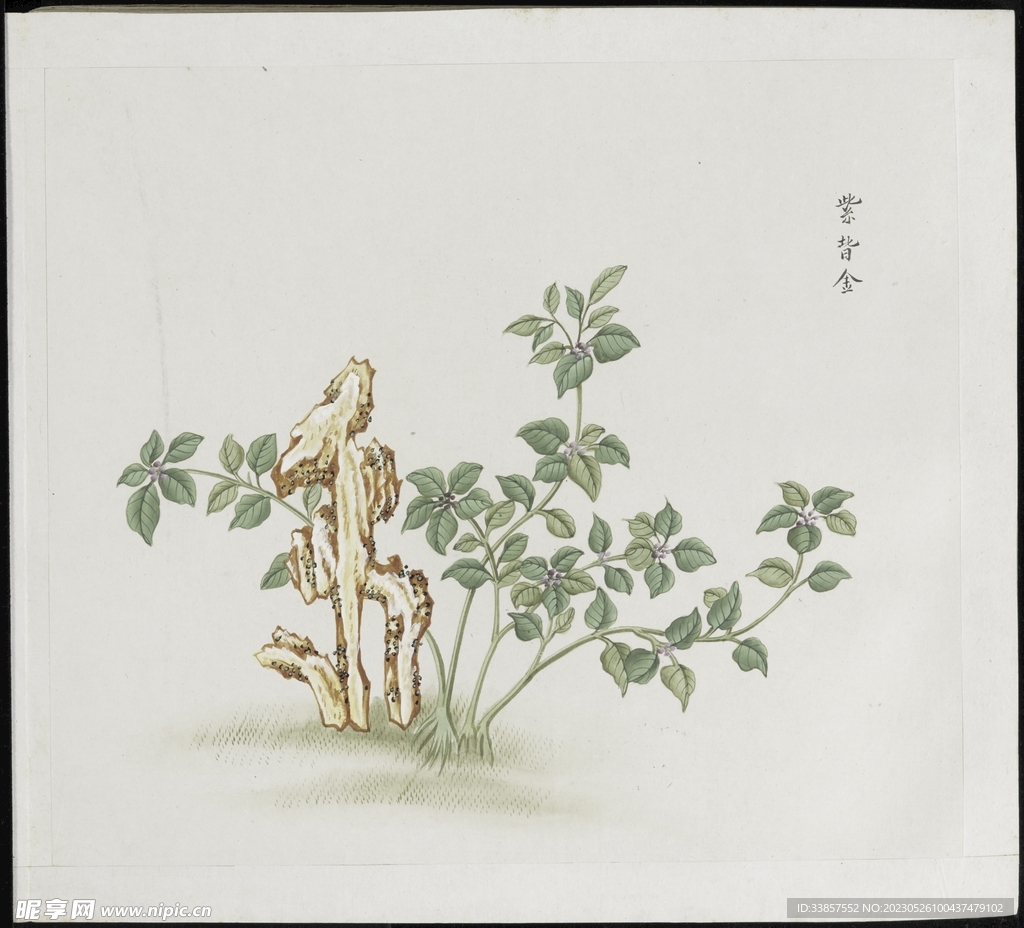 彩绘本草           