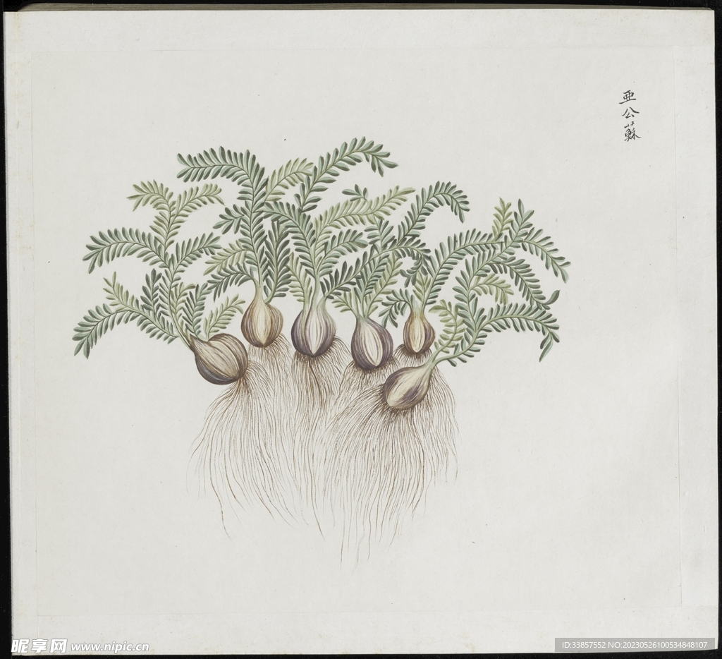 彩绘本草           