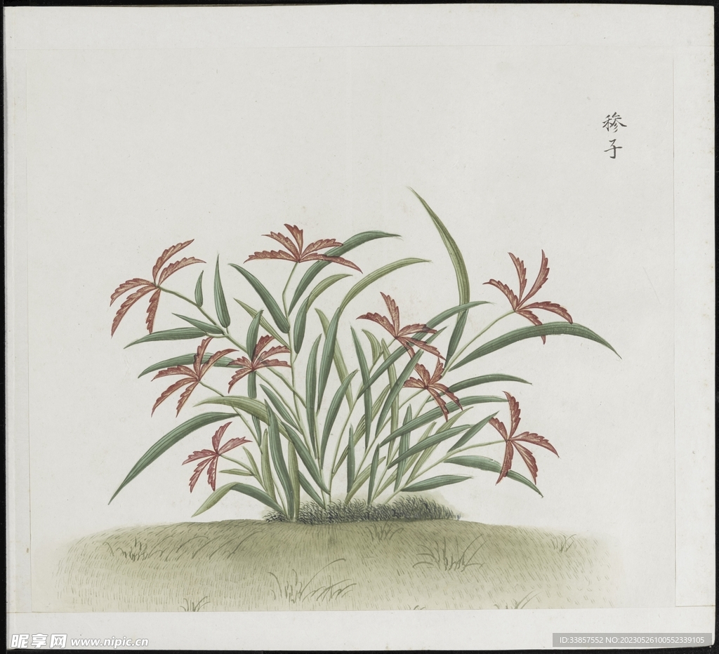 彩绘本草           