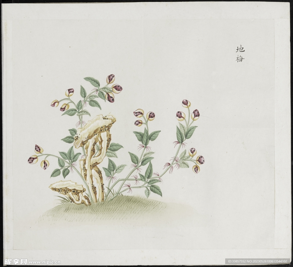 彩绘本草           