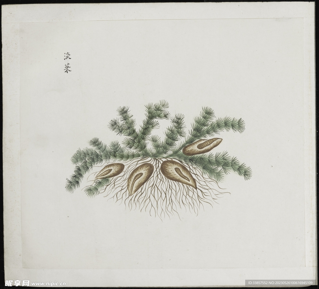 彩绘本草           