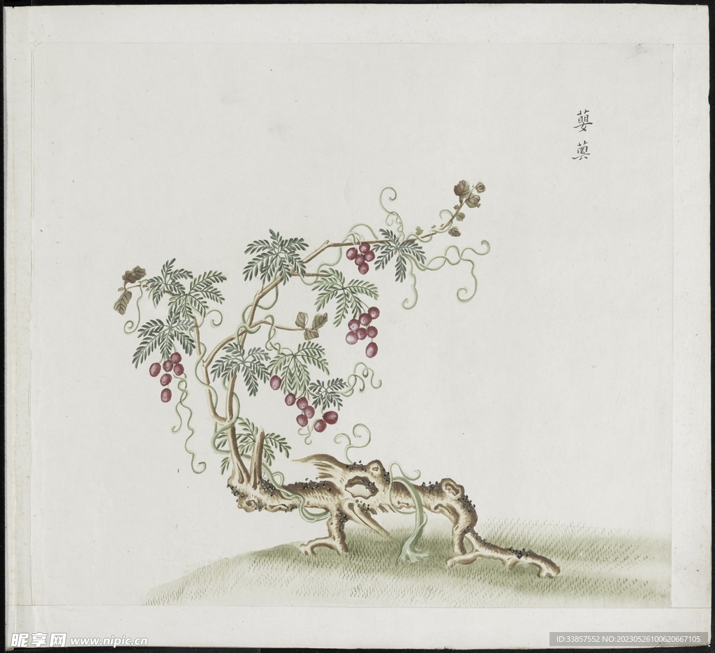 彩绘本草           