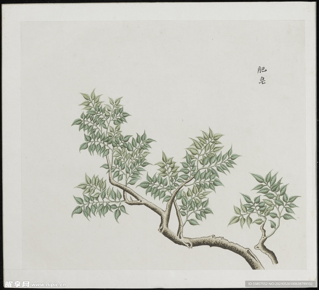 彩绘本草           