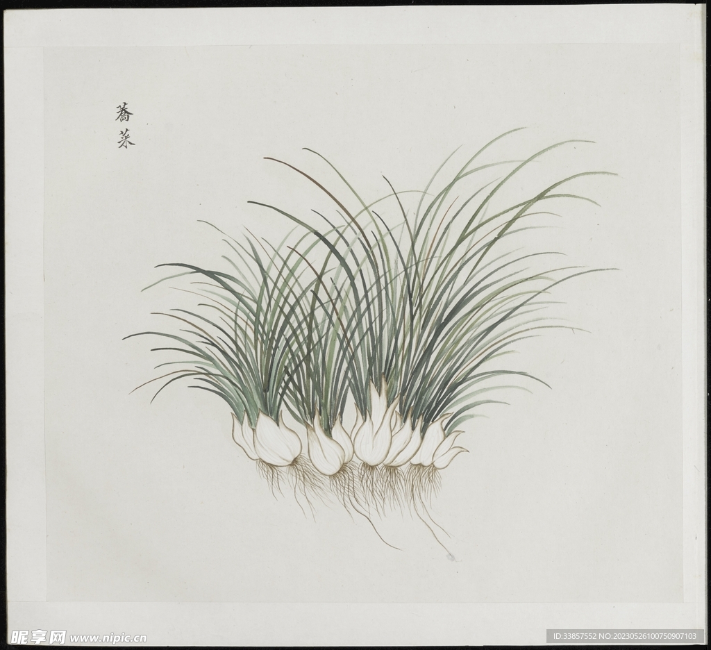 彩绘本草           