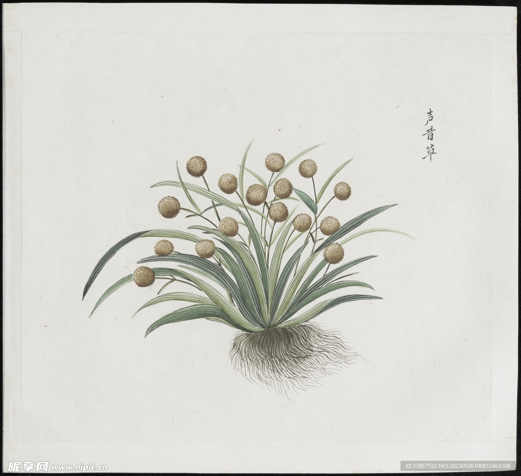 彩绘本草           