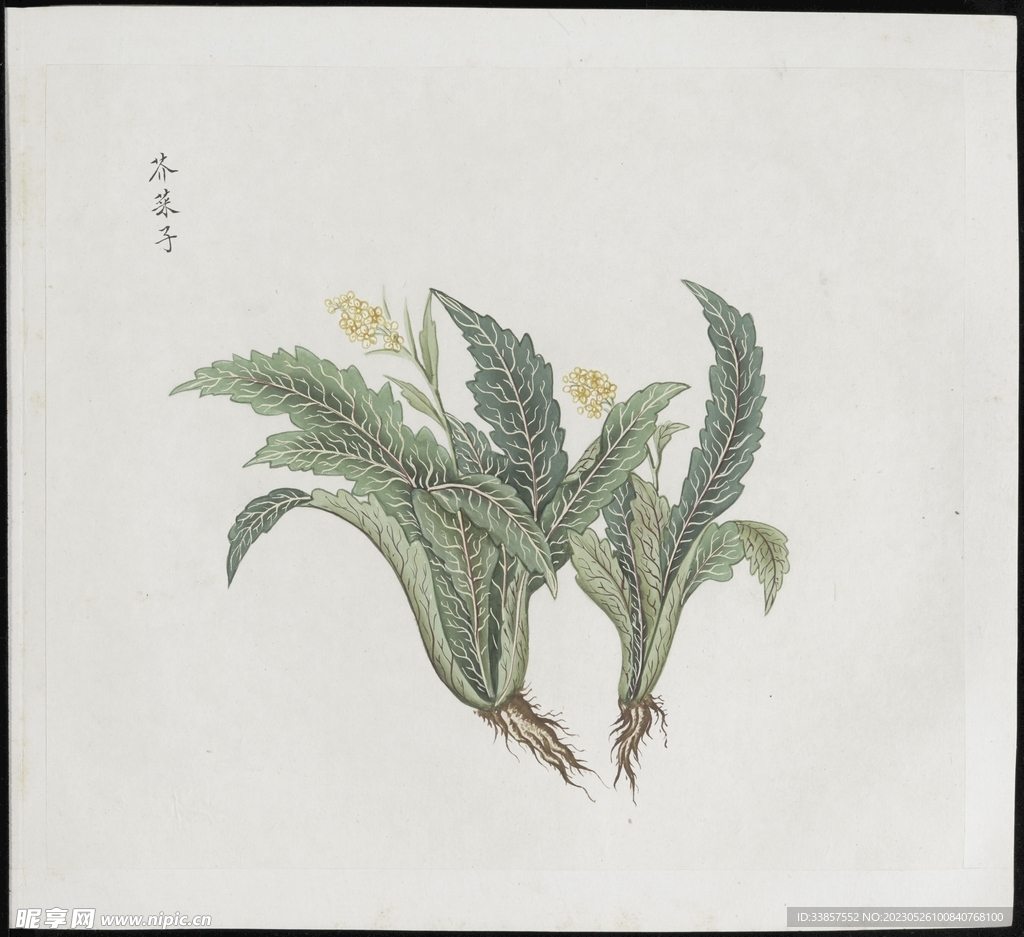 彩绘本草           