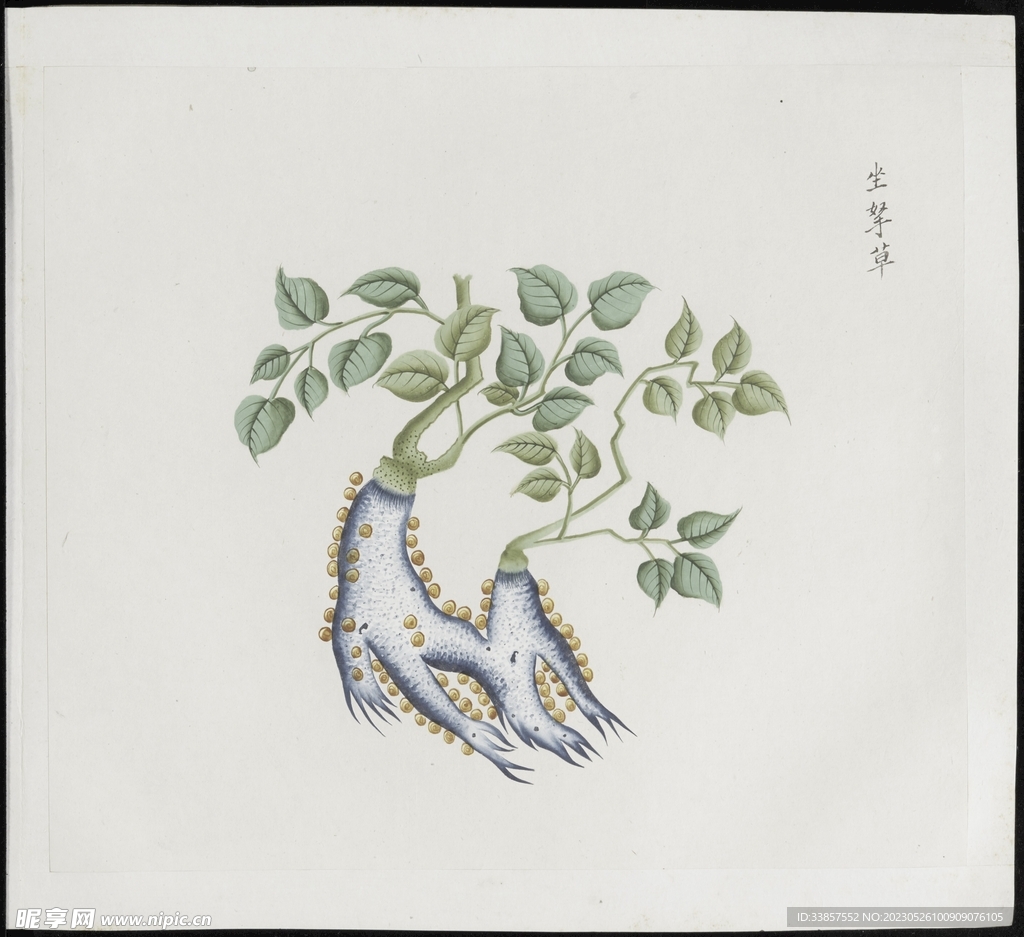彩绘本草           
