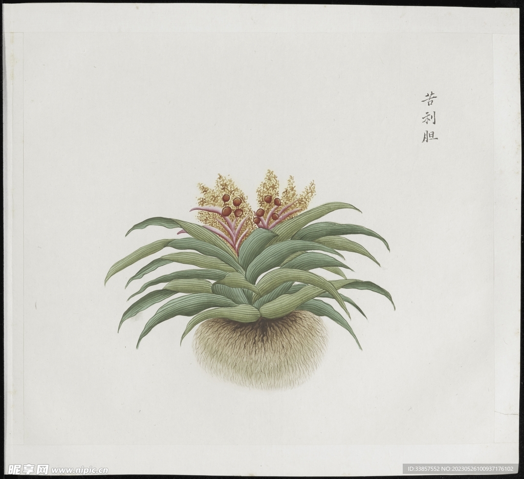 彩绘本草           