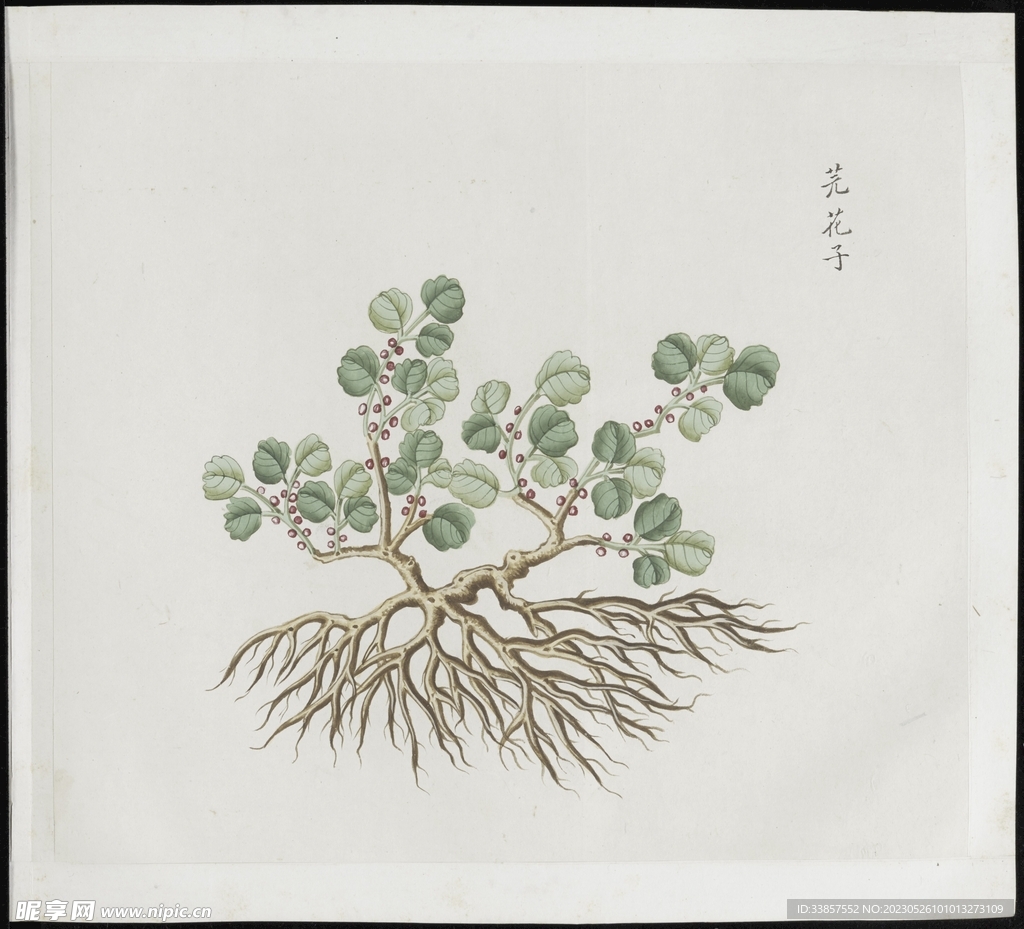 彩绘本草           