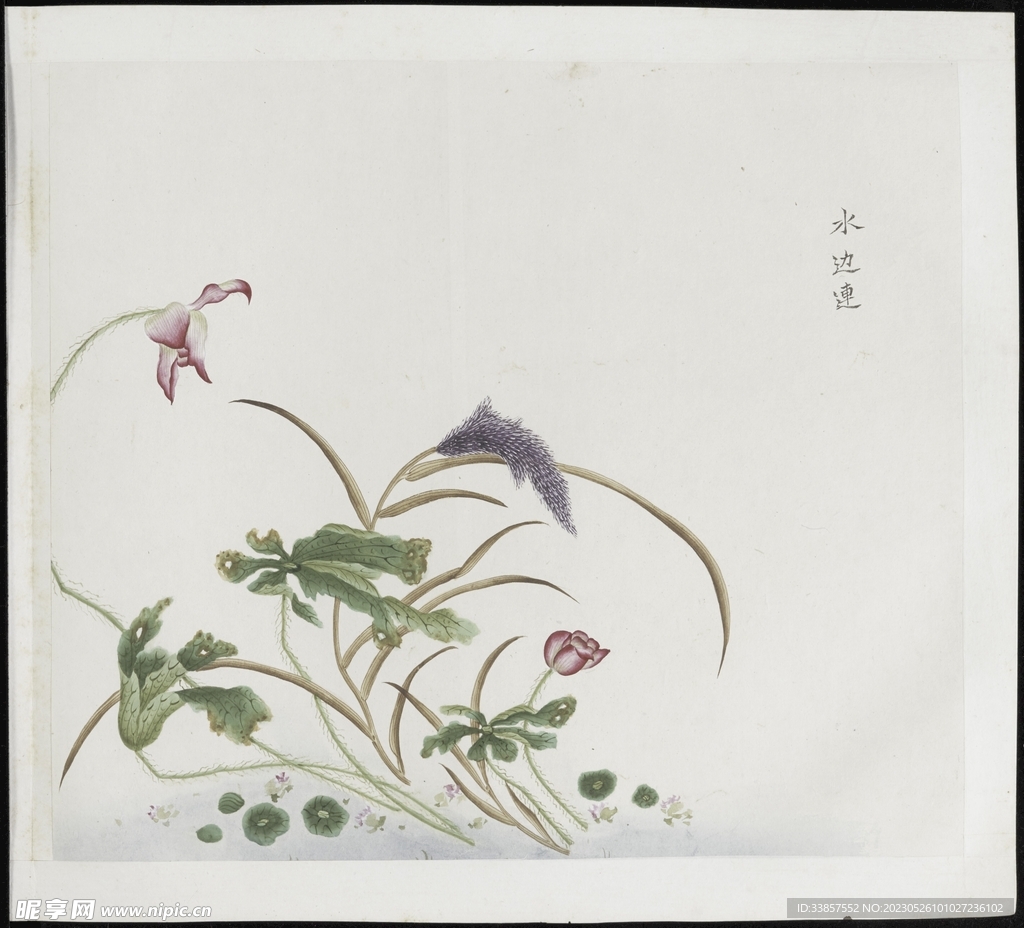 彩绘本草           