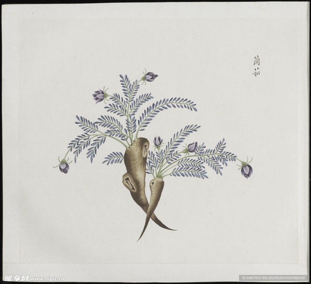 彩绘本草           