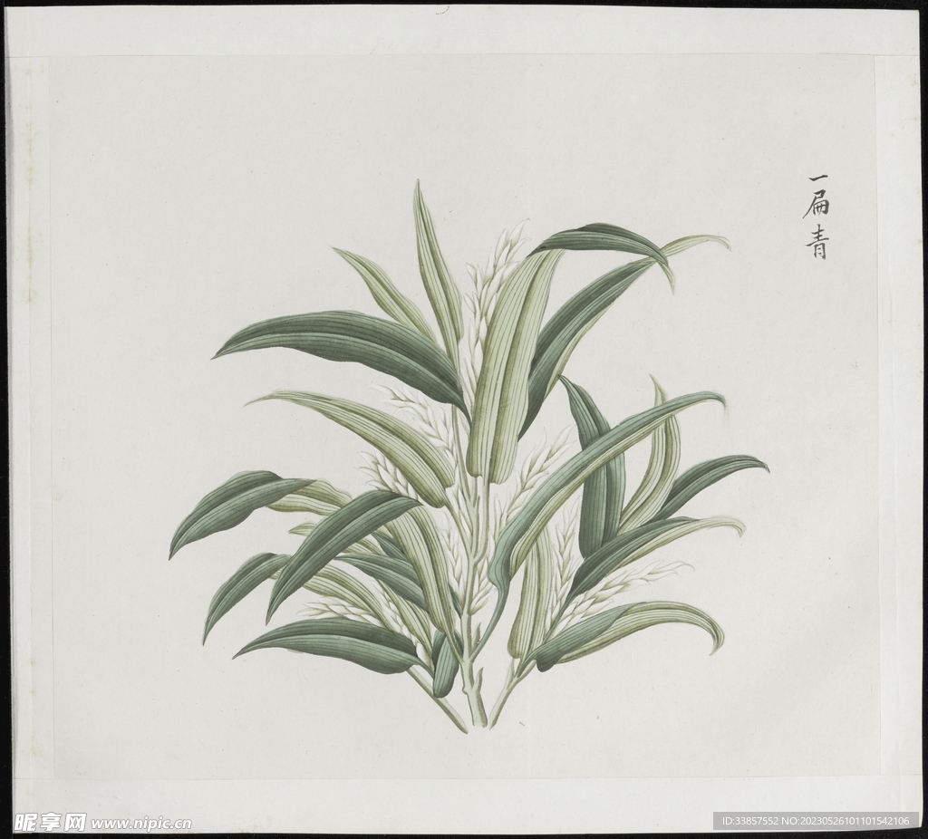彩绘本草           