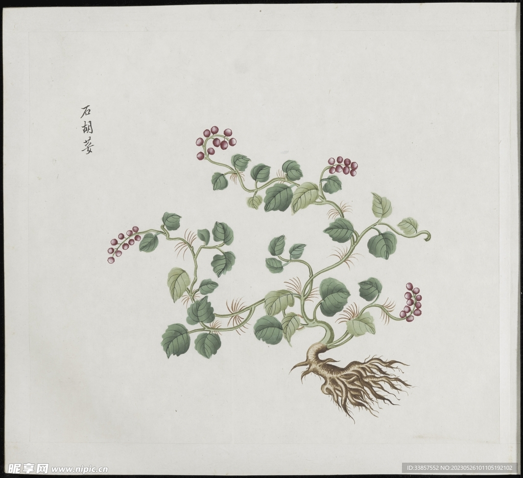 彩绘本草           