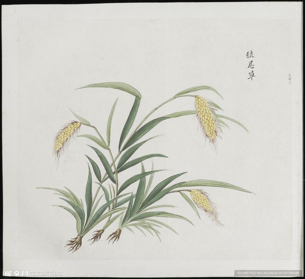 彩绘本草           