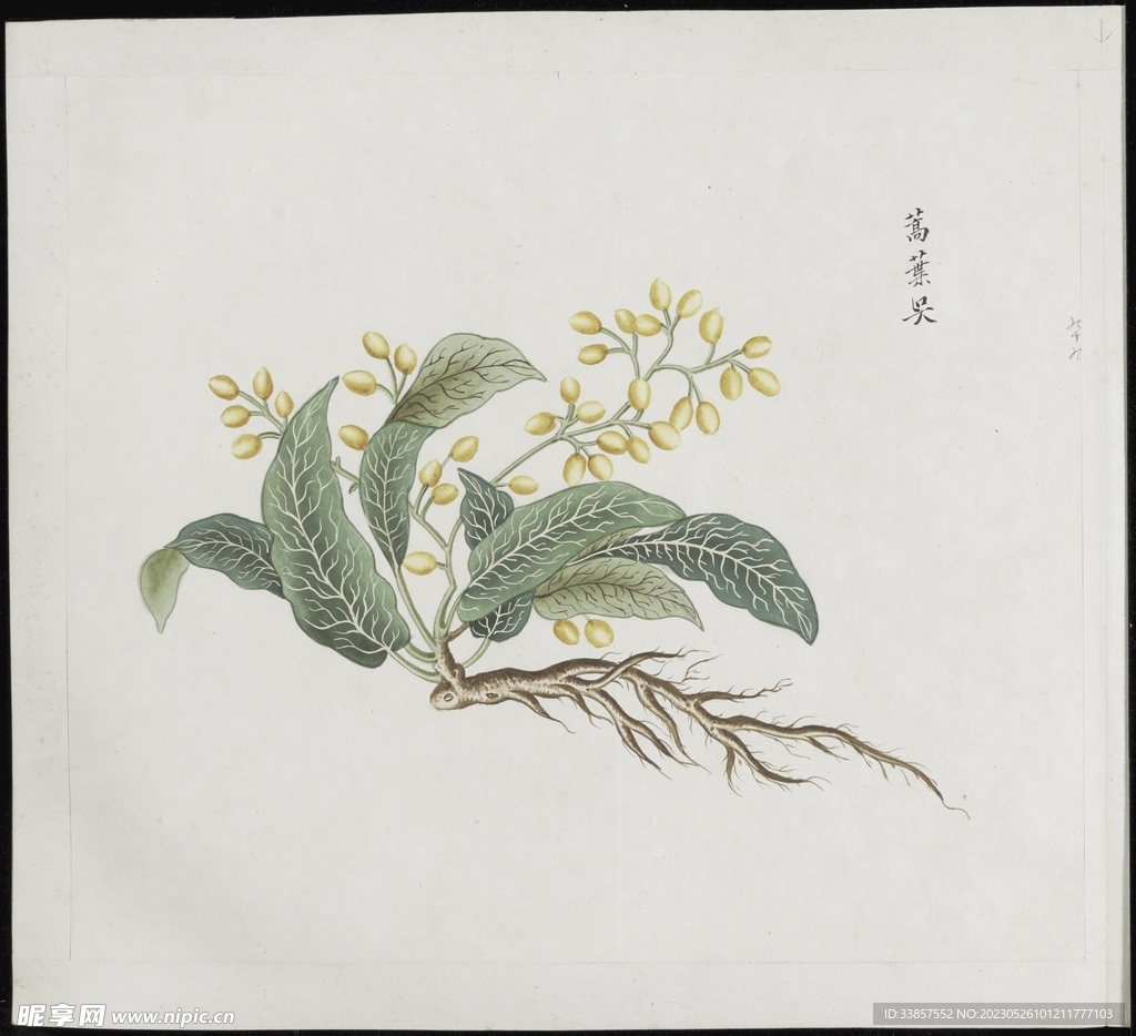 彩绘本草           