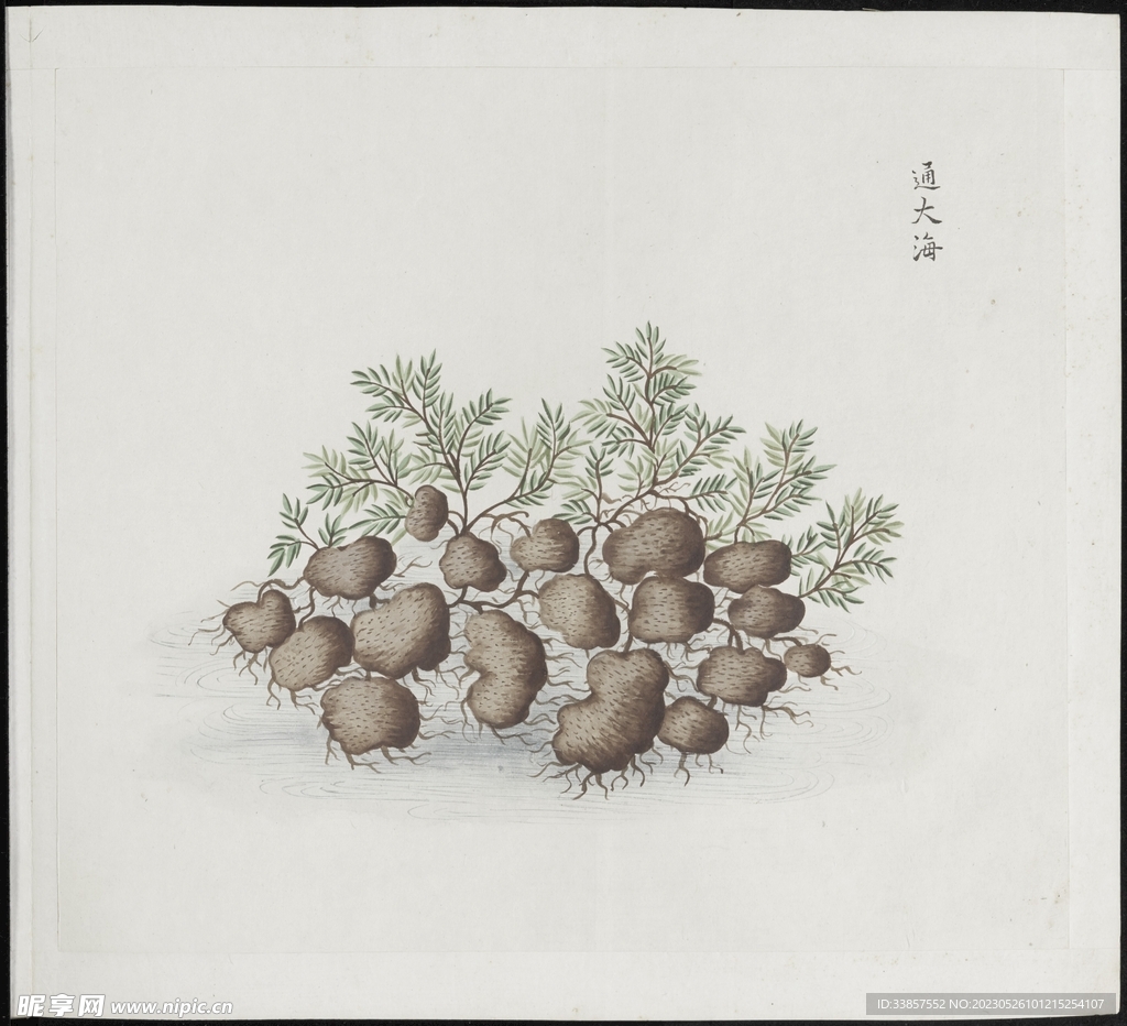 彩绘本草           