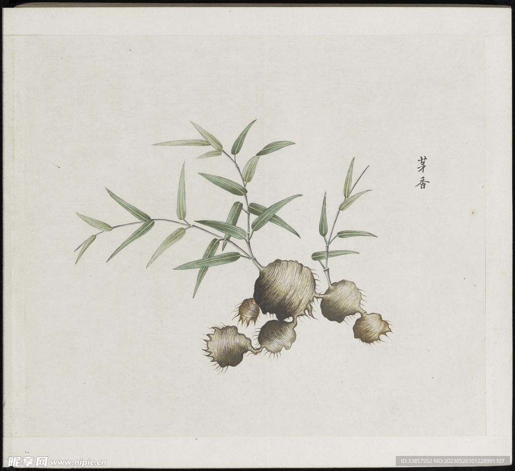 彩绘本草           