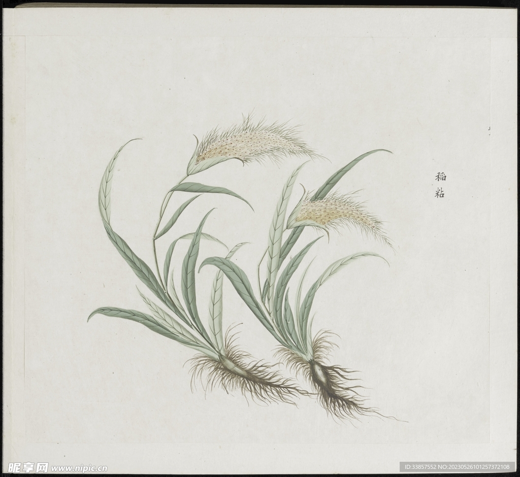 彩绘本草           