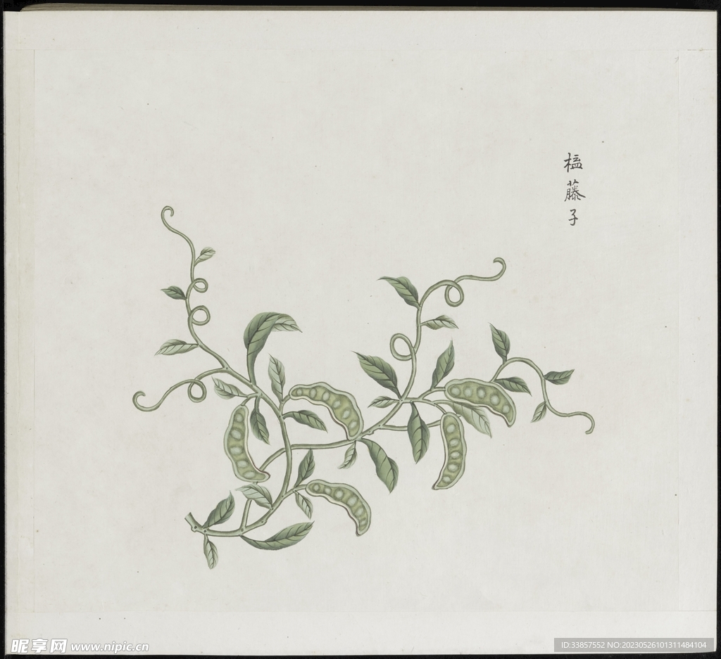 彩绘本草           