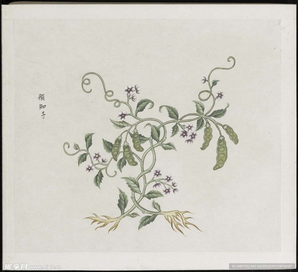 彩绘本草           