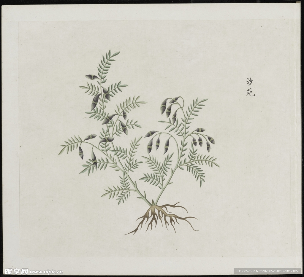 彩绘本草           