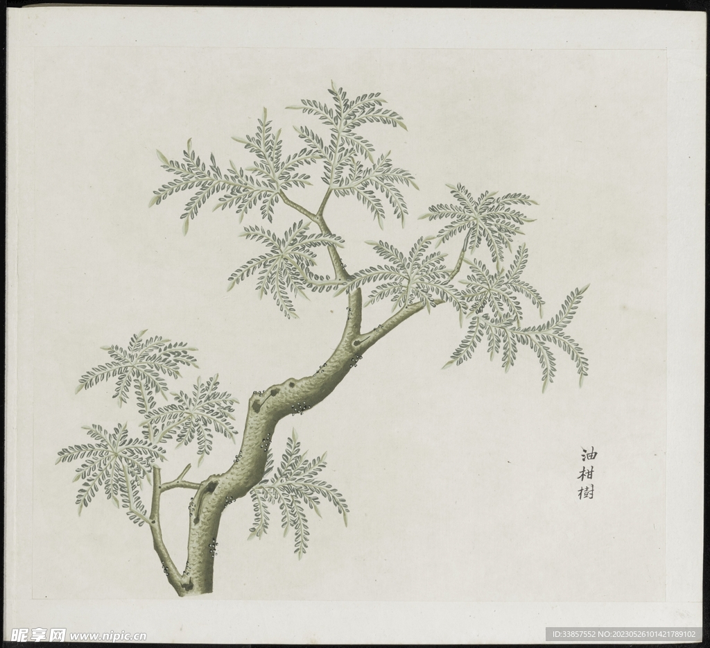彩绘本草           