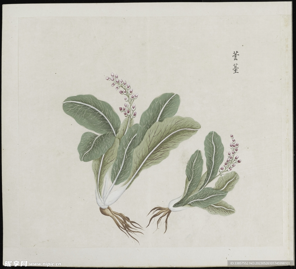 彩绘本草     