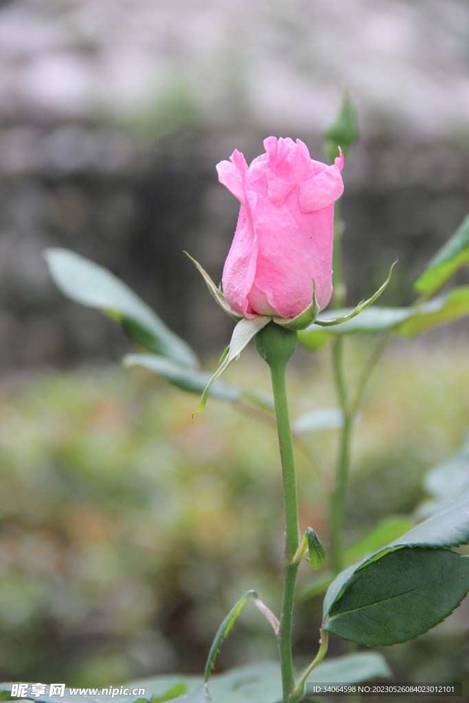 月季花蕾