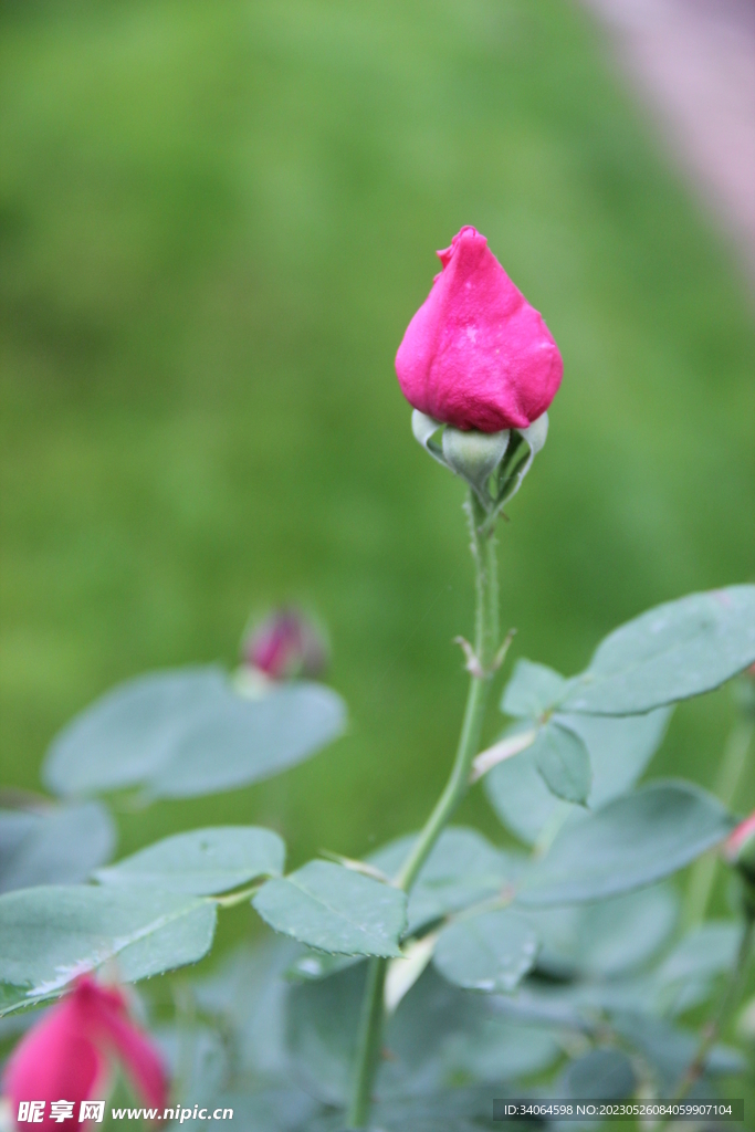 粉红月季花蕾