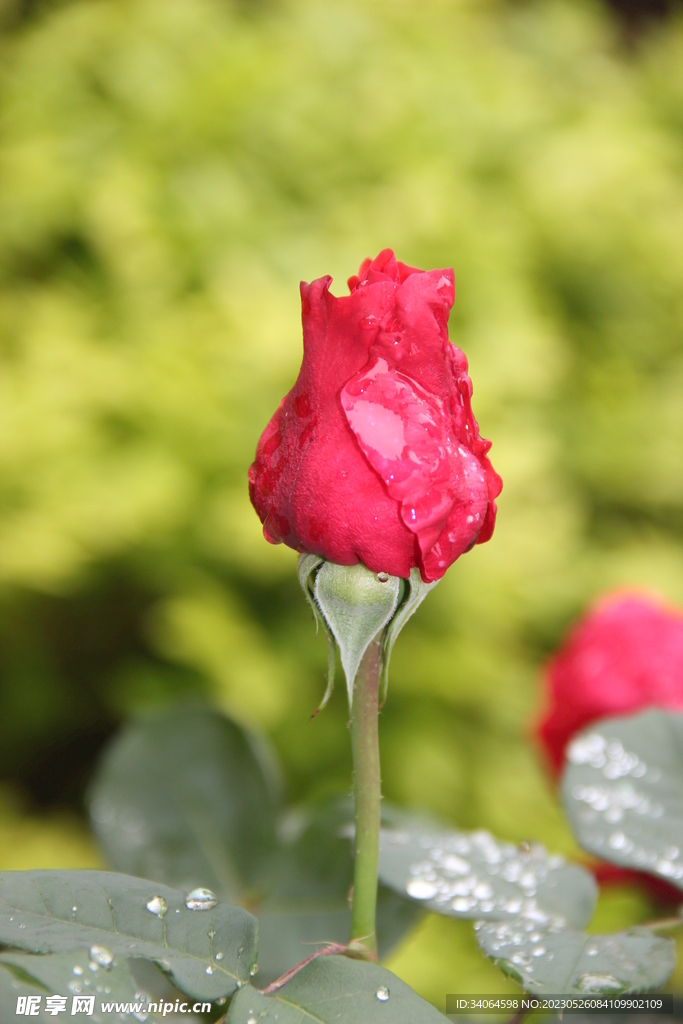 红月季花蕾