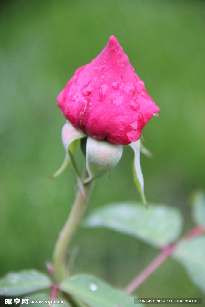 红色月季花蕾