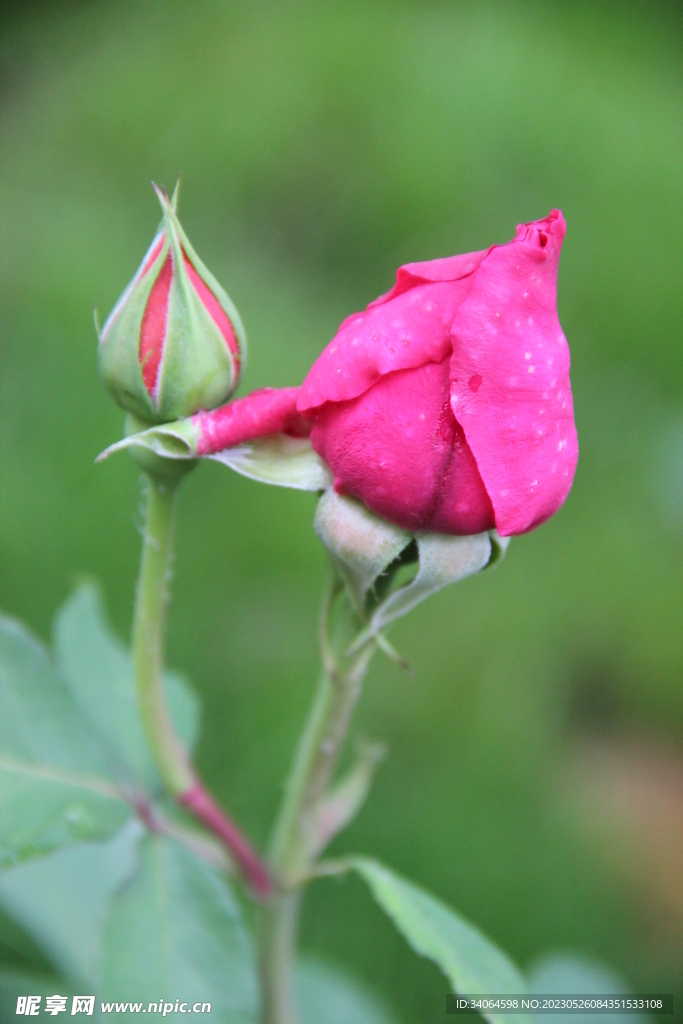 连枝月季花蕾