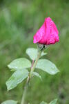 粉色月季花蕾