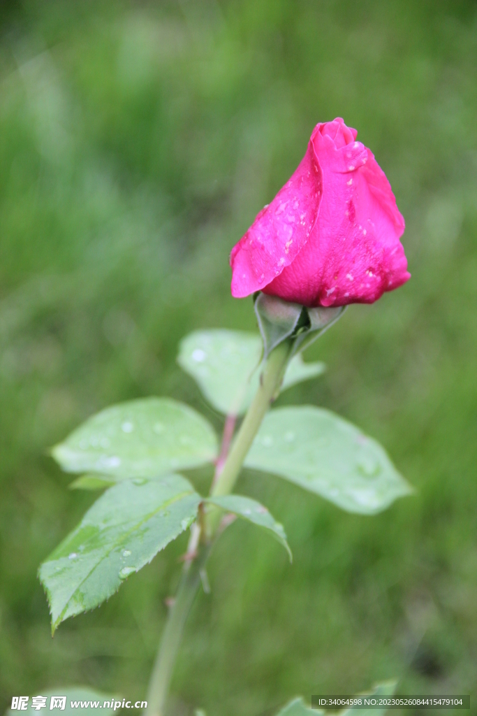 粉色月季花蕾