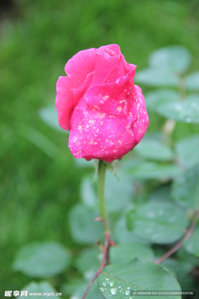 一枝月季花