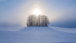 白色雪地树林