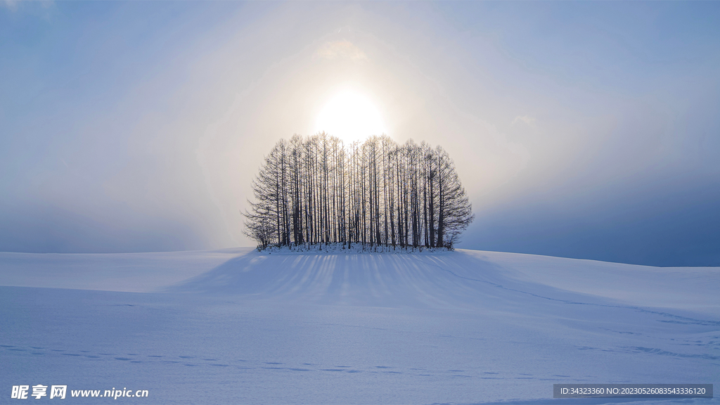 白色雪地树林