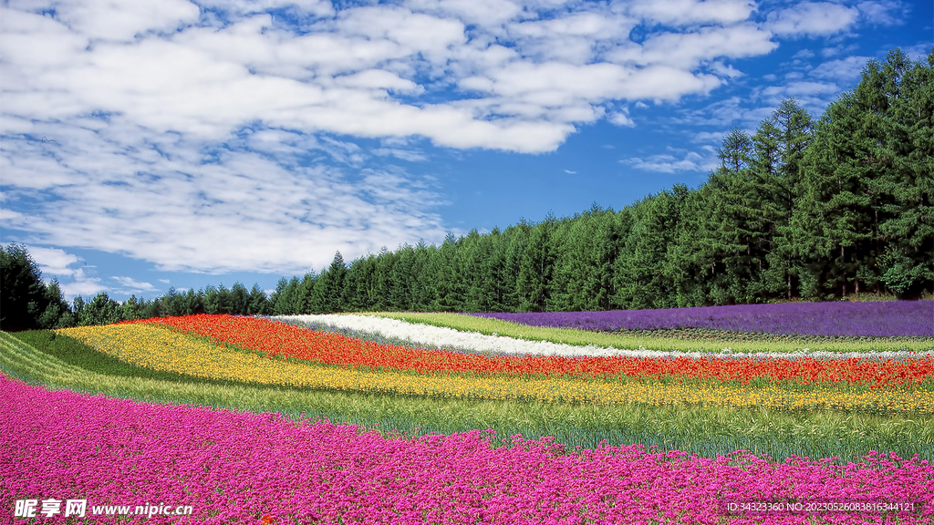 彩虹花田美景背景
