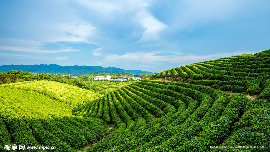 绿油油的南方茶山