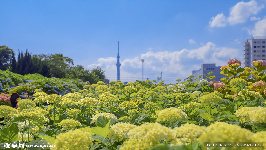 城市菜花地