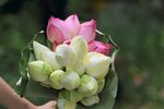 一束荷花