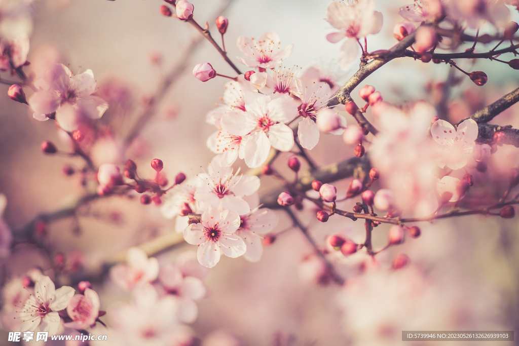 樱花
