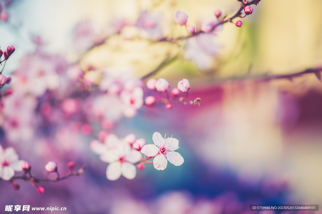 樱花