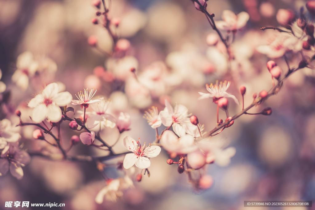 樱花