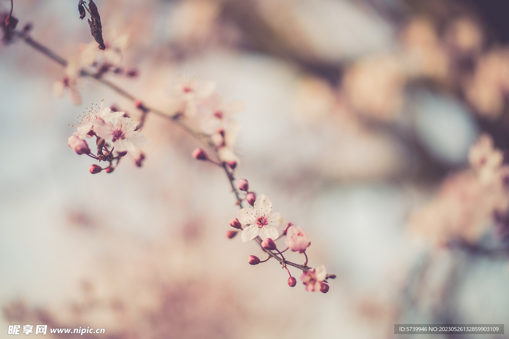 樱花