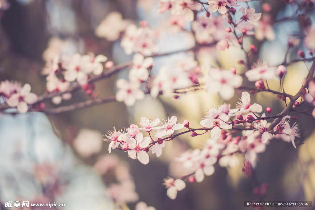 樱花