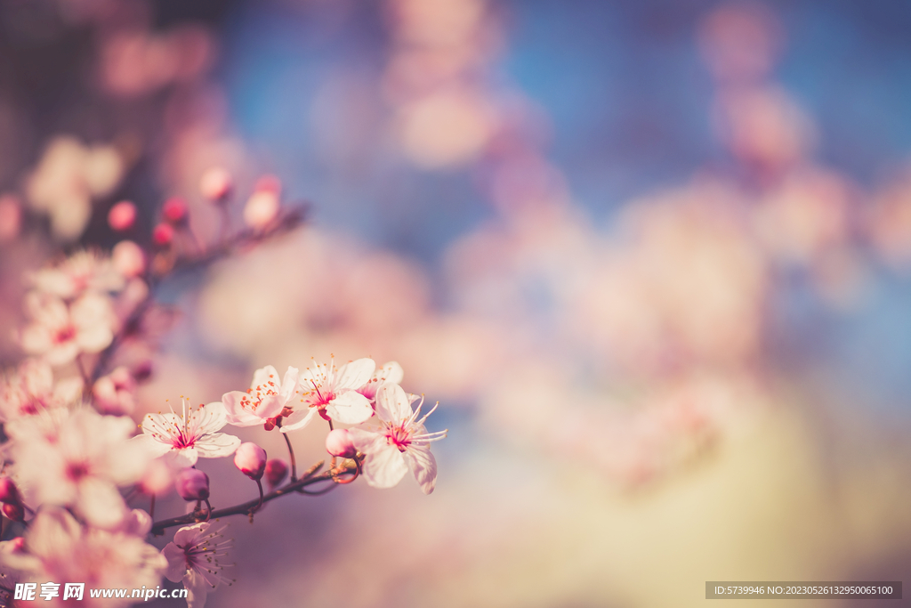 樱花