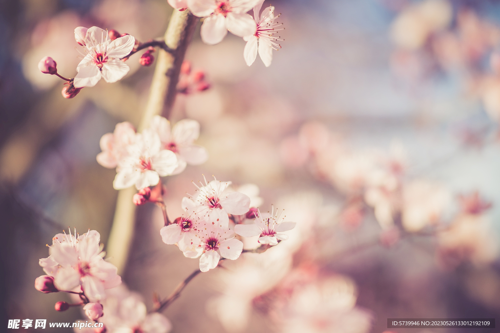樱花